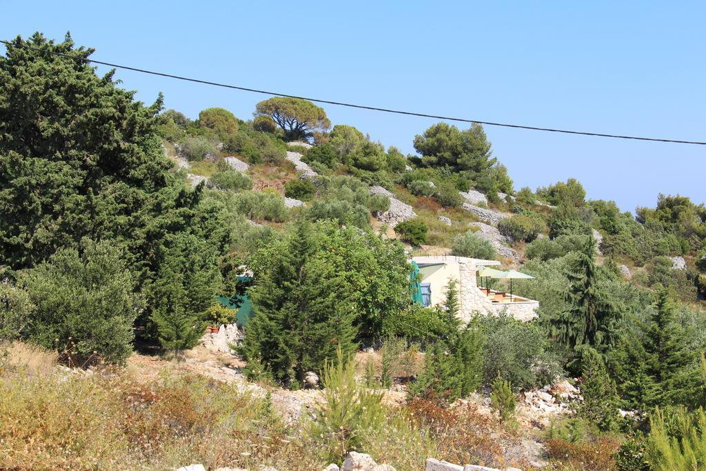 Pine Tree * Hvar Town